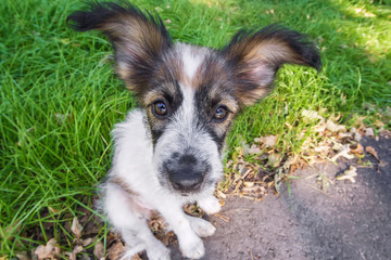 Funny dog with big ears looking at camera