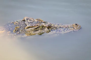 Papier Peint photo Lavable Crocodile Image d& 39 une tête de crocodile dans l& 39 eau. Animaux Reptiles.