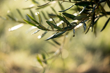 coltivazione di  ulivi in Puglia