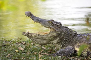 Aluminium Prints Crocodile Image of a crocodile on the grass. Reptile Animals.