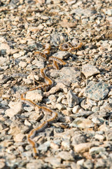  Caterpillar Pine Processionary
