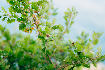 Fototapeta na wymiar Green leaves of oak and acorns on the tree of oak.