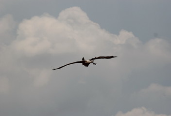 cormorant
