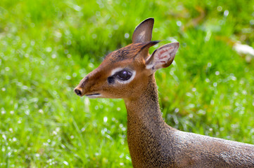Head of a Dik-Dik on a green background