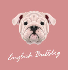 Vector Illustrated portrait of English Bulldog puppy.
