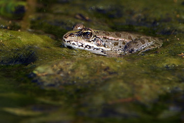 Rana esculenta / Grenouille verte