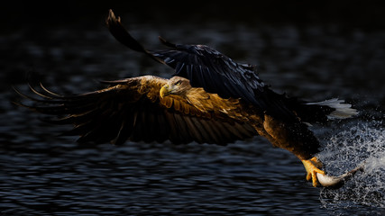 White tailed eagle flying over water with fish in claws
