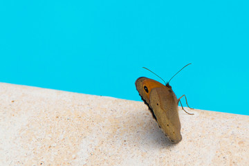 Butterfly at the swimming pool