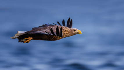Sea eagle in flight
