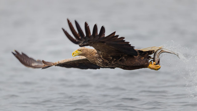White tailed eagle flying over water, holding fish in claws