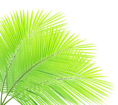 Coconut leaf isolated 