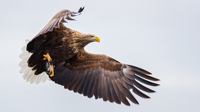 White tailed eagle in flight with fish in claws