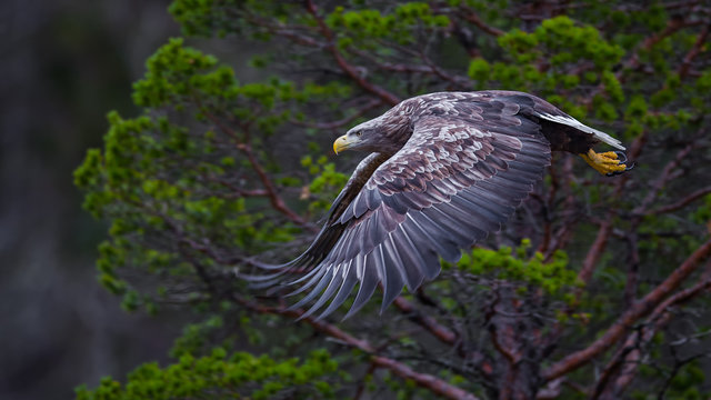 Sea eagle in flight