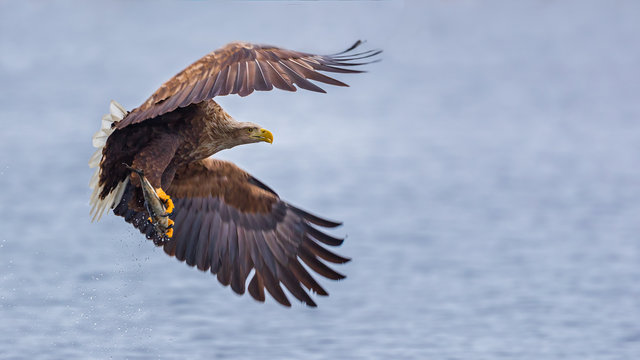 Sea eagle in flight, holding fish in claws, low angle view