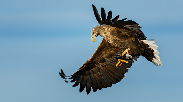 Sea eagle in flight, holding fish in claws, low angle view