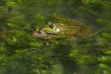 Rana esculenta / Grenouille verte