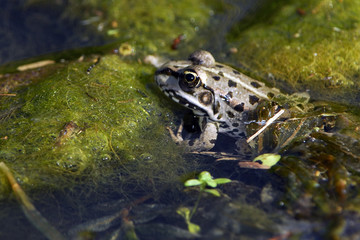 Rana esculenta / Grenouille verte