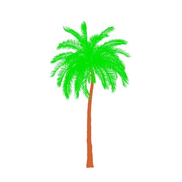 Palm tree. Isolated on white background. Silhouette illustration.