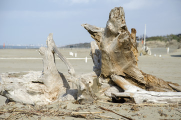 Tirrenia Calambrone spiaggia in inverno