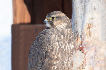 The falcon sits near a dry tree.