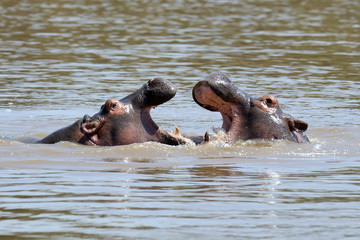 Hippo family (Hippopotamus amphibius)