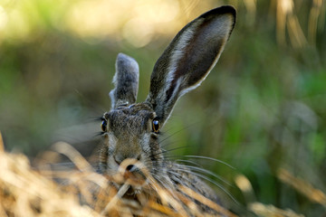 Lepus europaeus / Lièvre d'Europe