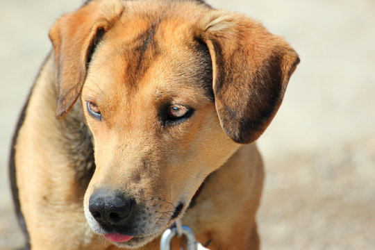 Close-up photo of a Large Mixed Breed Dog.