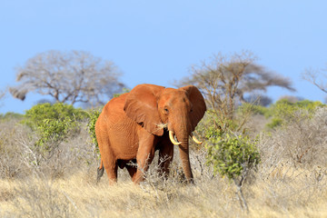 Fototapeta premium Elephant in National park of Kenya