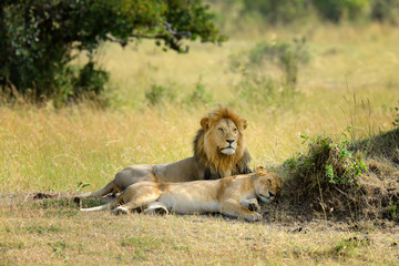 Lion in National park of Kenya