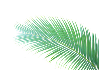 Groen palmblad geïsoleerd