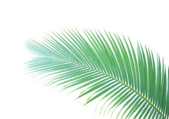Foto op Aluminium Palmboom Groen palmblad geïsoleerd