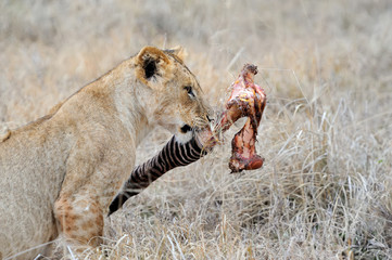 Lion in National park of Kenya
