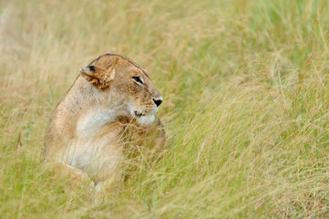 Lion in National park of Kenya