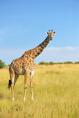 Giraffe in National park of Kenya