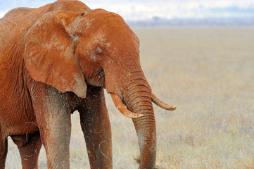 Naklejka na ściany i meble Elephant in National park of Kenya