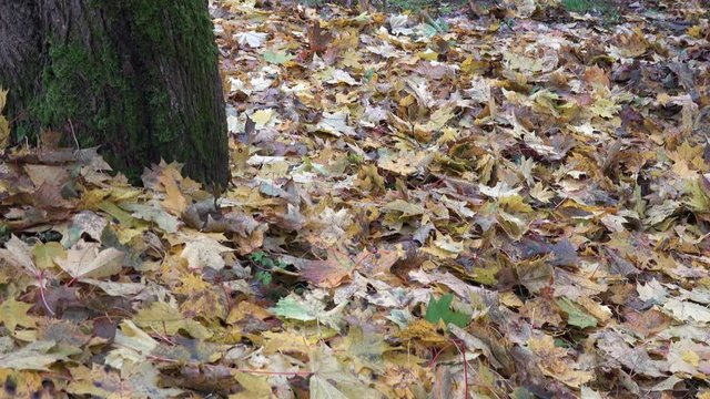 leaves lie on ground under tree and farmer woman rake foliage. Tilt down. 4K