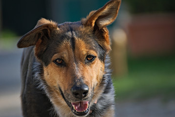 Cute german shepard mix dog outdoor