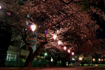 夜桜風景