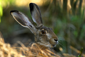 Lepus europaeus / Lièvre d'Europe
