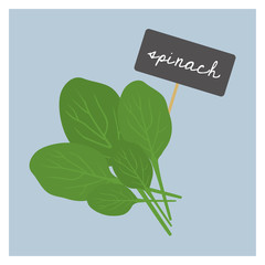 Vector Vegetable - Spinach - 143939396