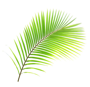 Coconut tree leaf isolated on white background