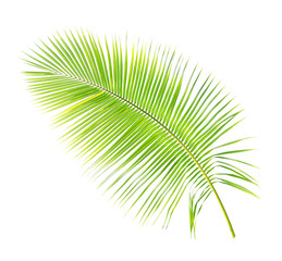 Obraz premium Palm leaf isolated on white background