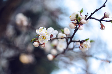 Blossom apricot