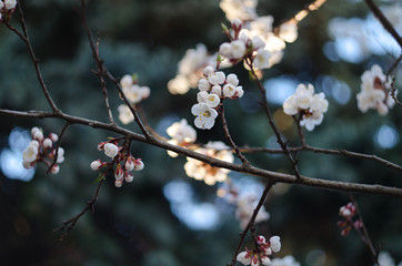 Blossom apricot