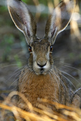 Lepus europaeus / Lièvre d'Europe