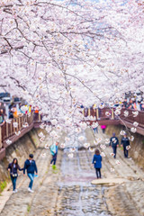 Cherry blossom at Yeojwacheon Stream, Jinhae sakura festival, Jinhae, South Korea