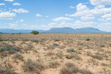 Prairie Landscape with Mountains, Western Cape, South Africa