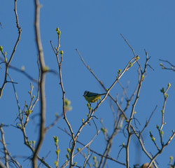 Cyanistes caeruleus perched on a branch