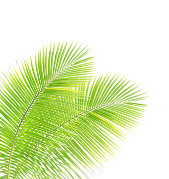 Coconut leaf isolated