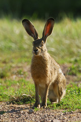 Lepus europaeus / Lièvre d'Europe